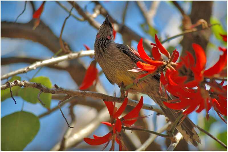 Red Wattlebirdadult