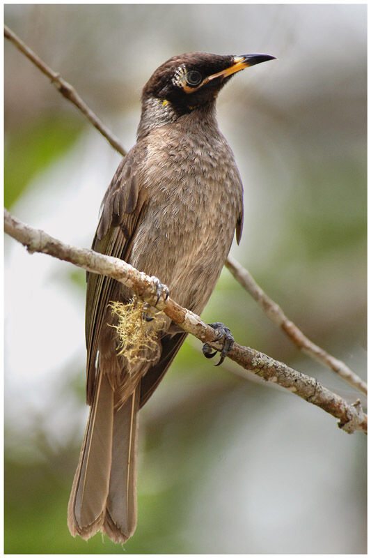 Bridled Honeyeateradult