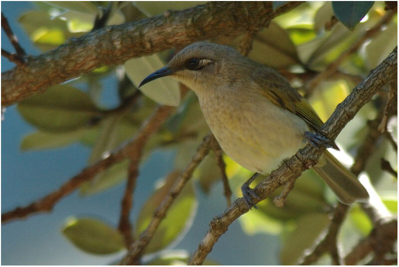 Brown Honeyeateradult