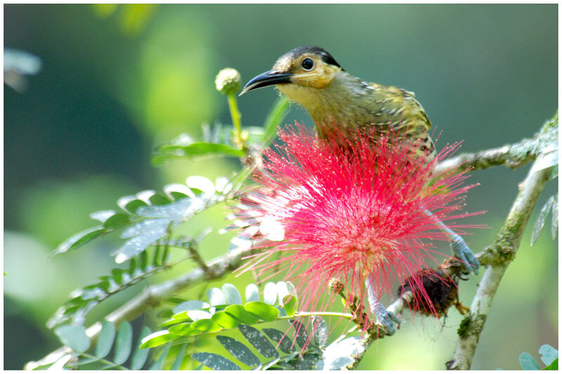 Macleay's Honeyeateradult