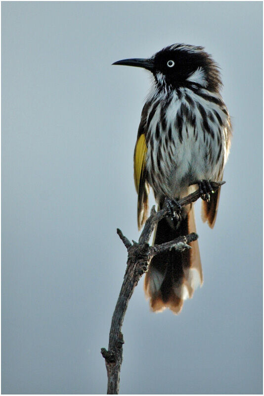 New Holland Honeyeater