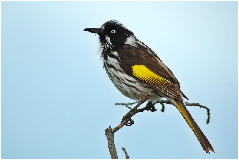 New Holland Honeyeateradult