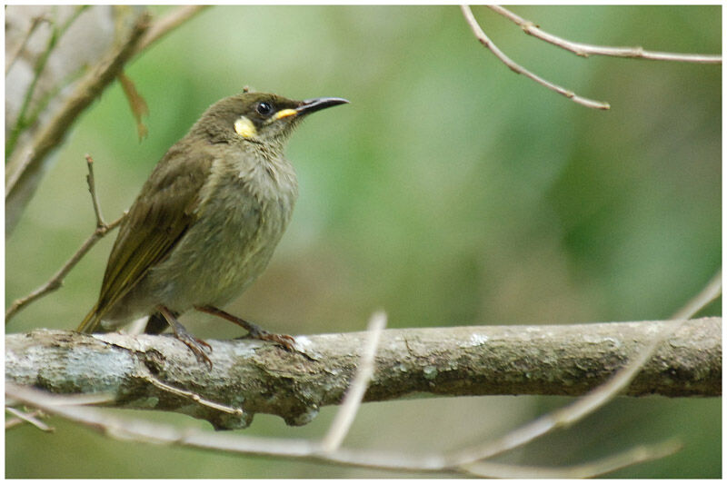 Graceful Honeyeateradult