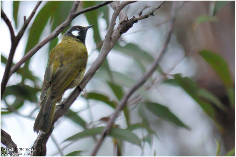 White-eared Honeyeateradult