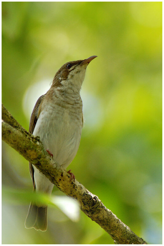 Brown-backed Honeyeateradult