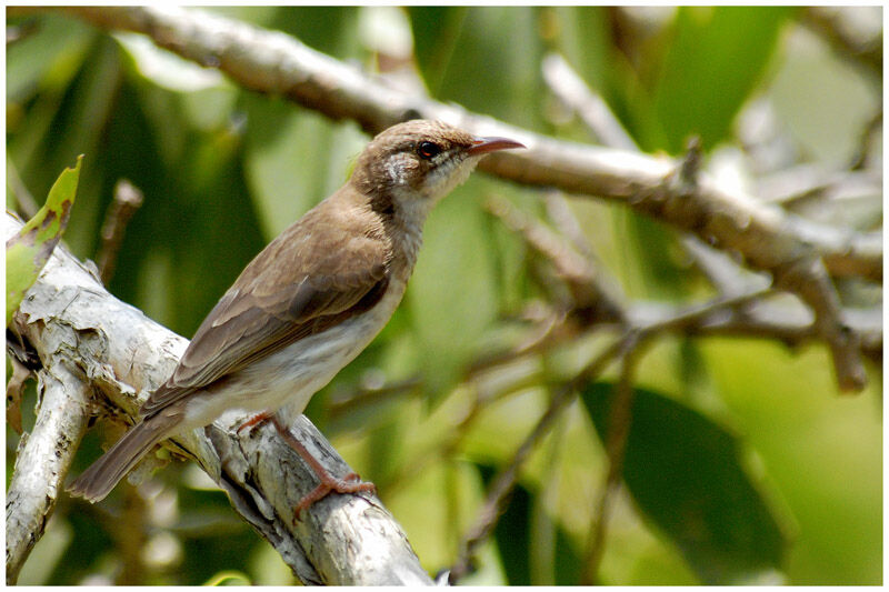 Brown-backed Honeyeateradult