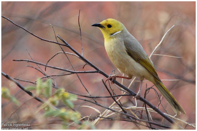 White-plumed Honeyeateradult