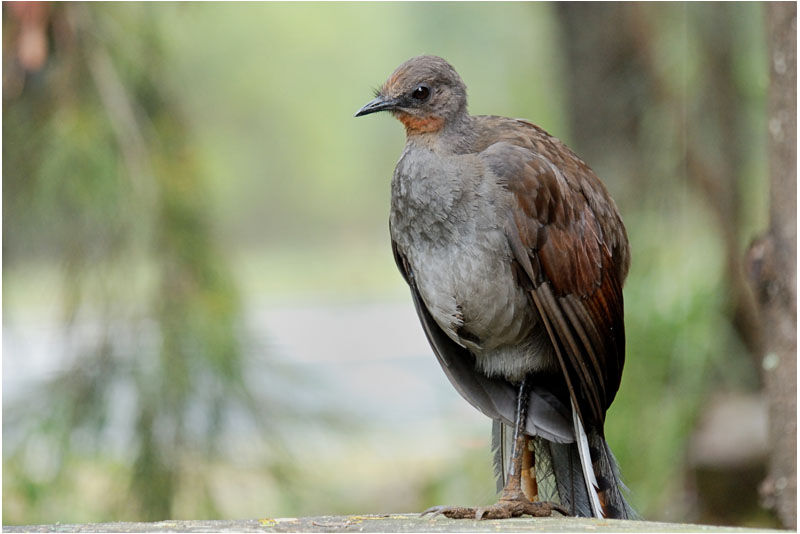 Superb Lyrebird male adult