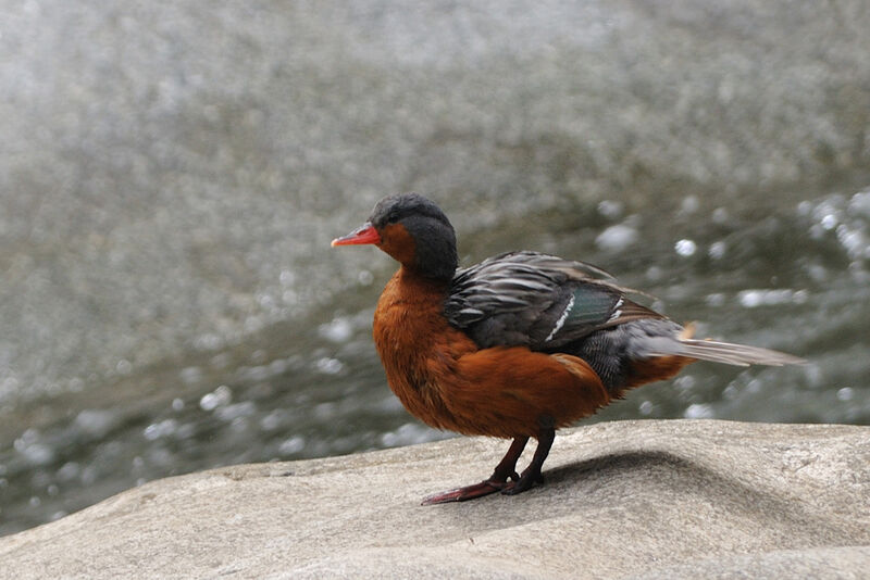 Torrent Duck female adult, identification