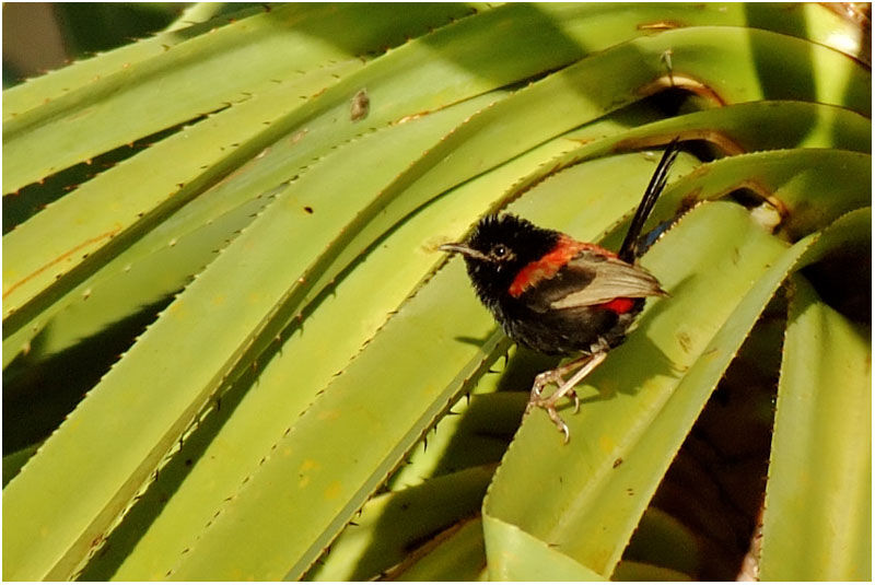 Red-backed Fairywren male adult