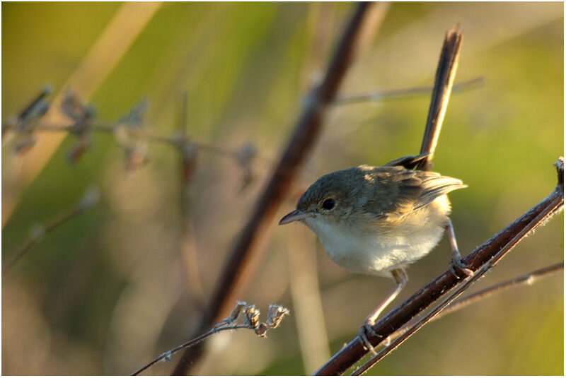 Red-backed Fairywren