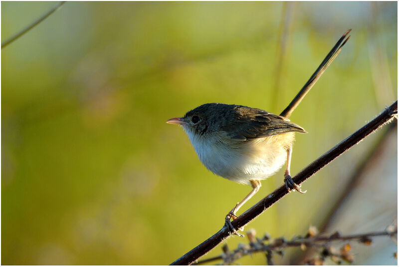 Red-backed Fairywren