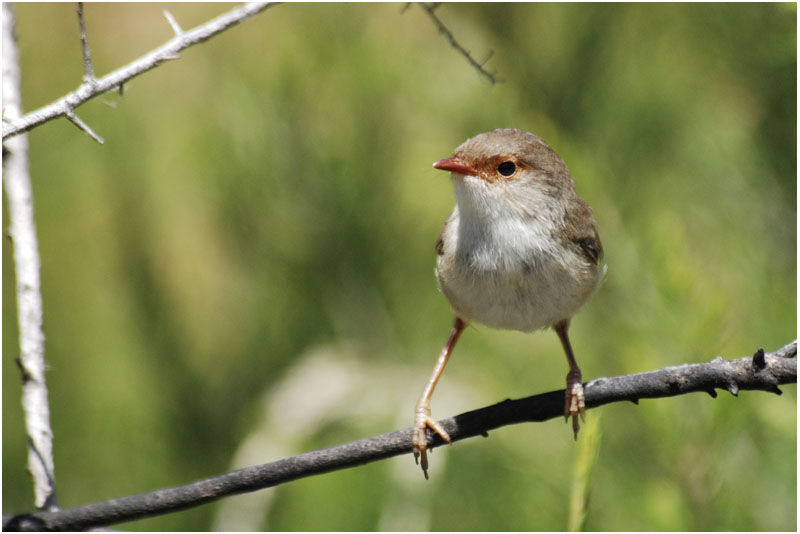 Superb Fairywren female adult