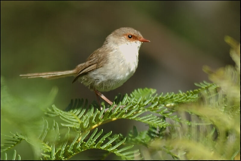 Superb Fairywren female