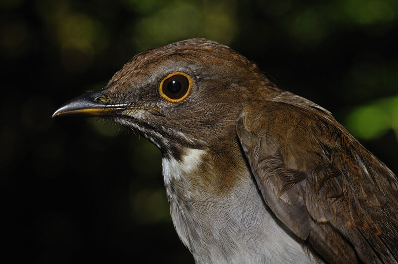 White-necked Thrushadult