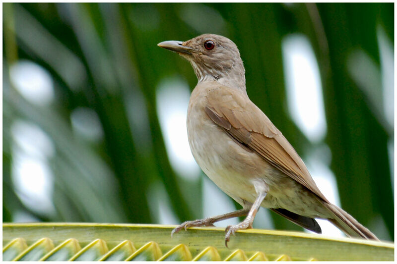 Pale-breasted Thrushadult