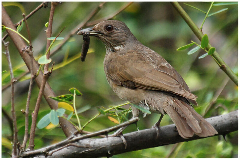 Pale-breasted Thrushadult breeding