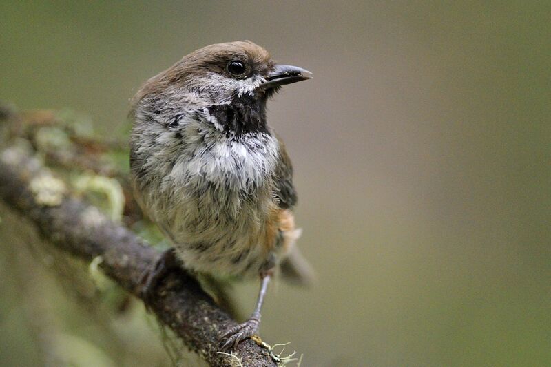 Boreal Chickadeeadult