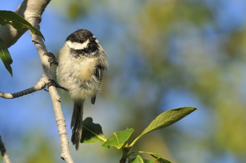 Black-capped Chickadeeadult