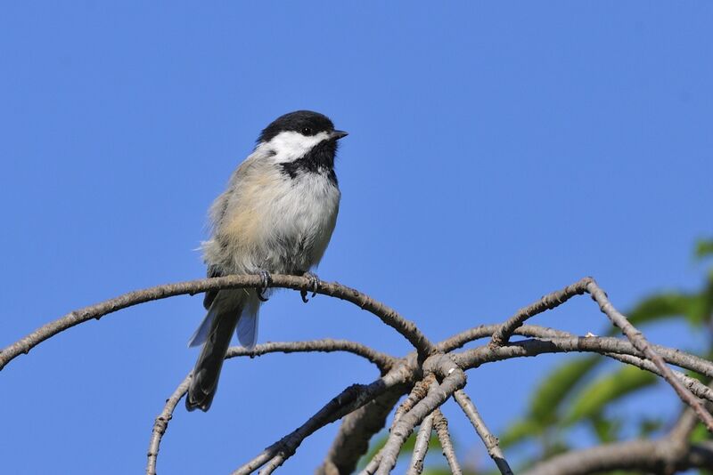 Black-capped Chickadeeadult