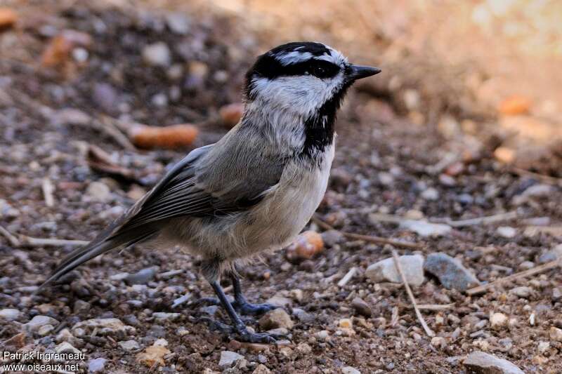 Mountain Chickadeeadult, identification