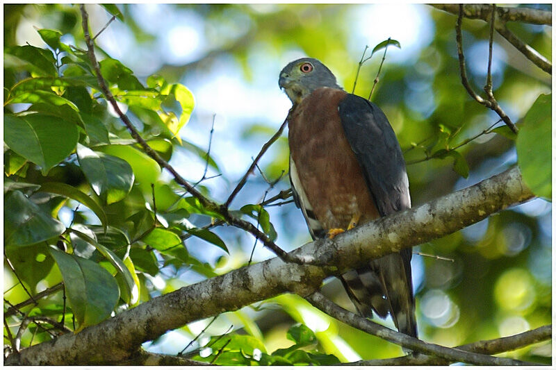 Double-toothed Kiteadult