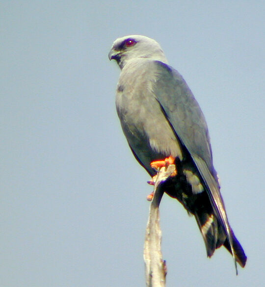 Plumbeous Kite