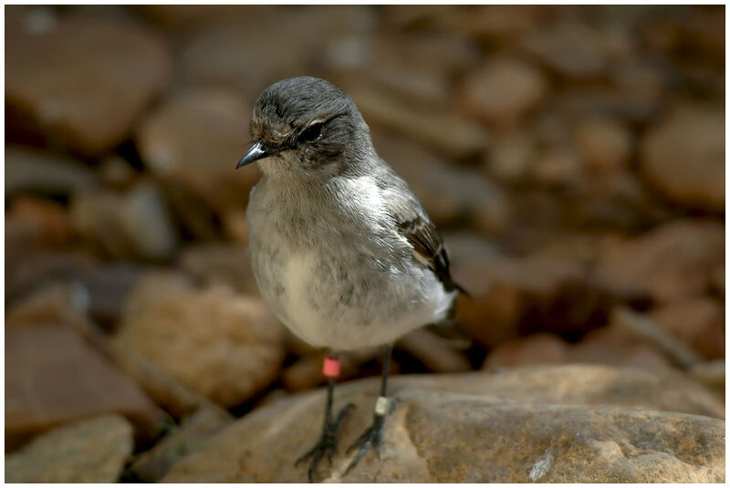 Hooded Robin