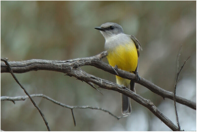 Western Yellow Robinadult