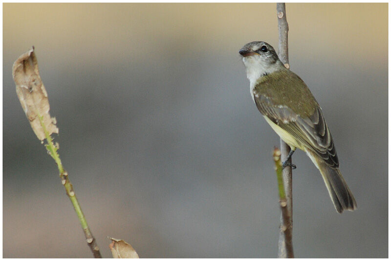 Lemon-bellied Flyrobinadult