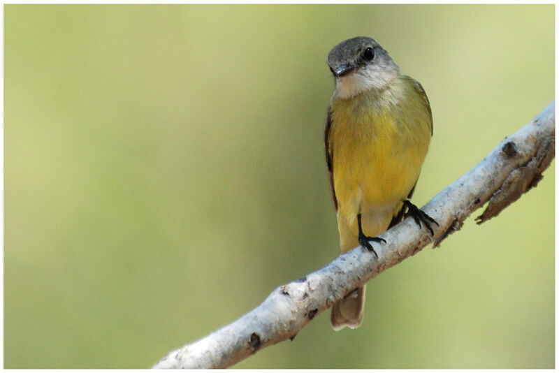 Lemon-bellied Flyrobinadult