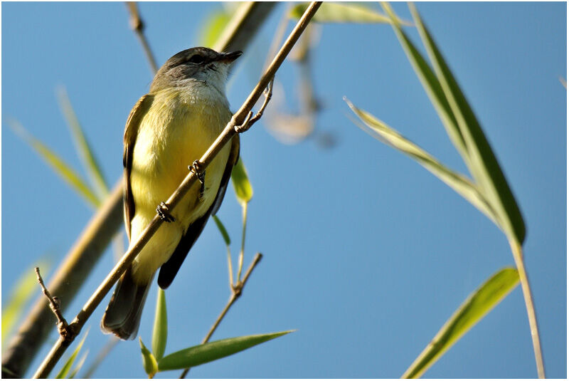 Lemon-bellied Flyrobinadult