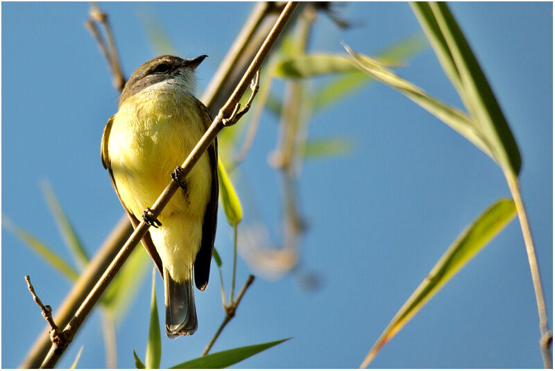 Lemon-bellied Flyrobinadult