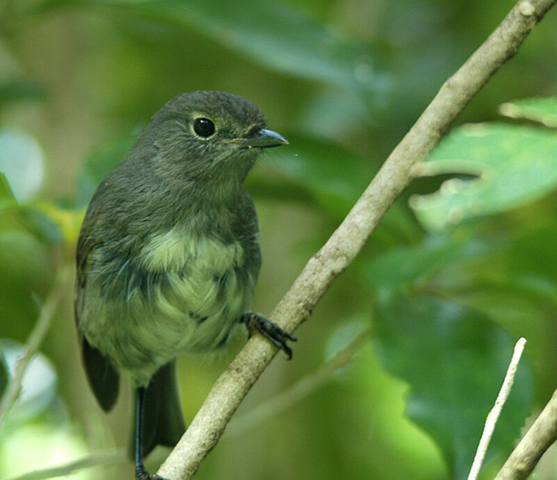 South Island Robin