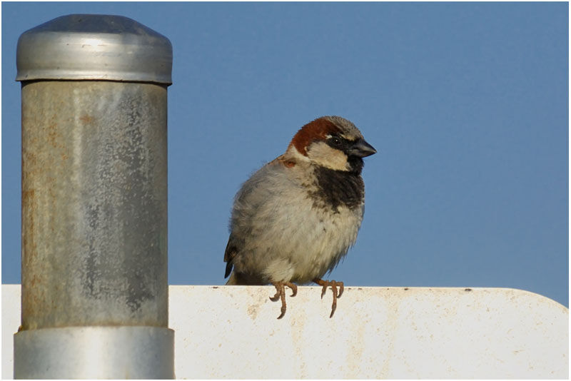 Moineau domestique mâle adulte