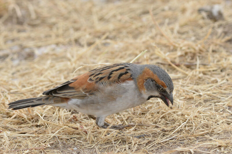 Kenya Sparrow male adult, eats