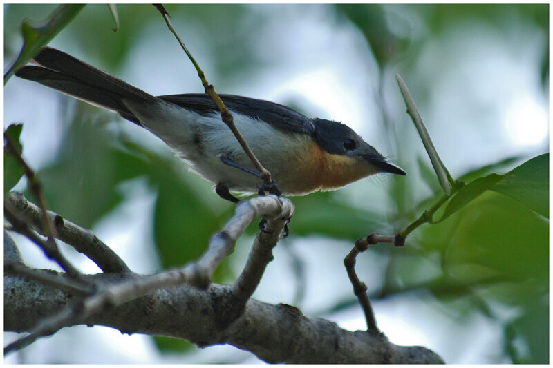 Broad-billed Flycatcher female adult