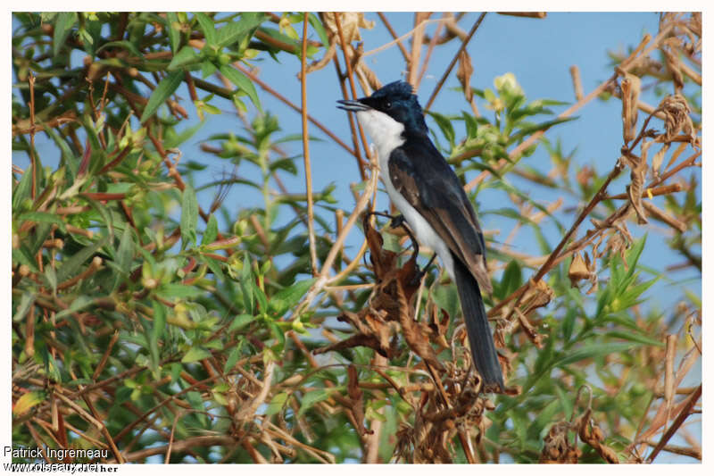 Restless Flycatcher male adult, song