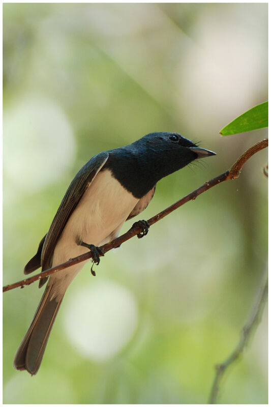 Leaden Flycatcher male adult