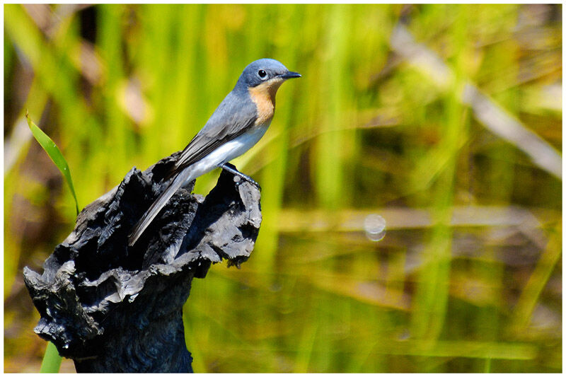 Leaden Flycatcher female adult