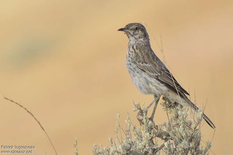 Sage Thrasheradult