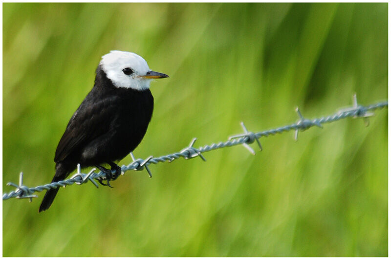 White-headed Marsh Tyrant male adult