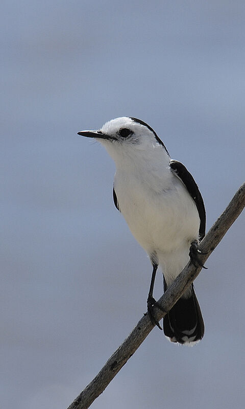 Pied Water Tyrantadult