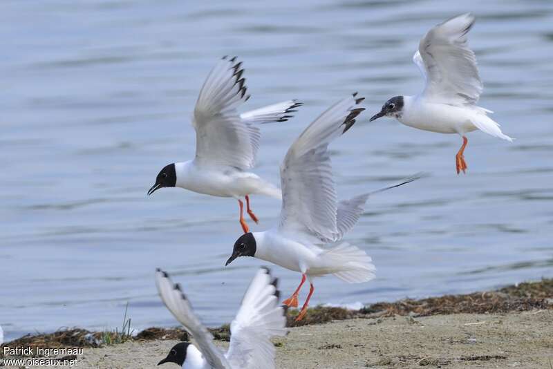 Bonaparte's Gulladult breeding, pigmentation, Flight