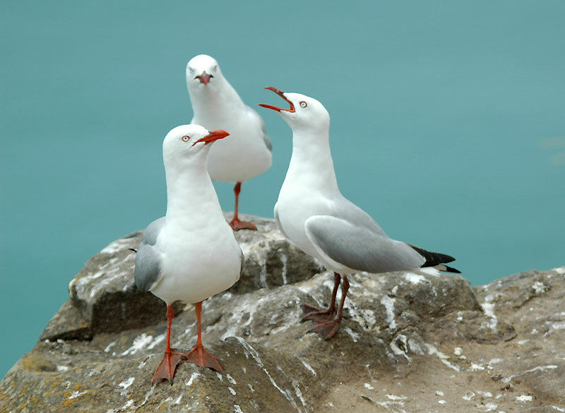 Mouette scopuline