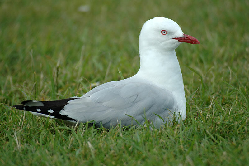 Mouette scopuline