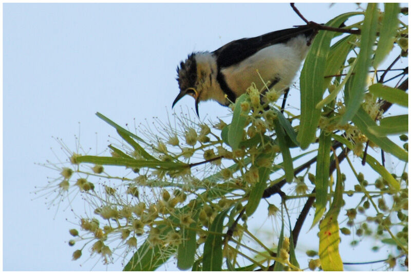 Banded Honeyeateradult