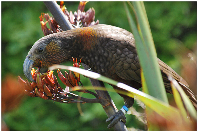 New Zealand Kakaadult