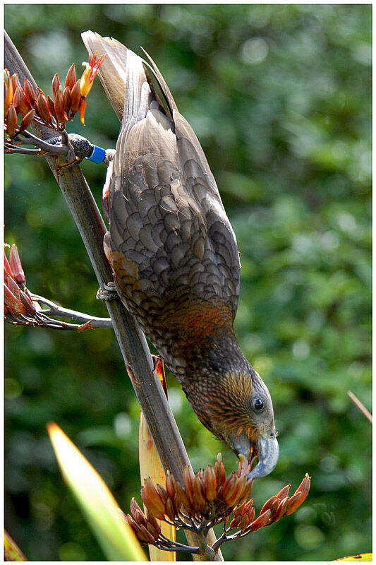 New Zealand Kakaadult