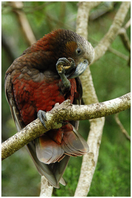 New Zealand Kakaadult